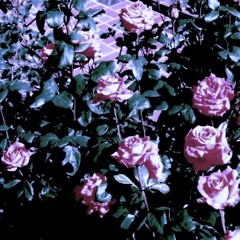 Blue Navy - The Garden Of Roses (demo)