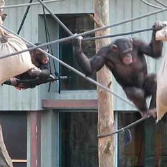 Et rigt liv i fangenskab, Natursyn P1