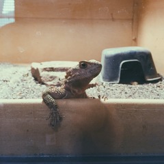 Don't Get Your Hopes Up