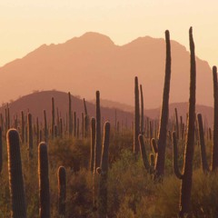 RE The Desert Crucible