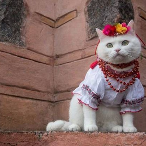 Кот по украински