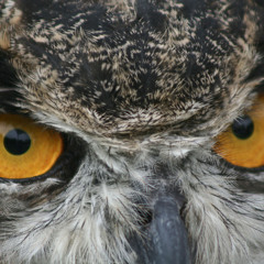 Great Horned Owl (female?)