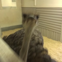 You Better Run