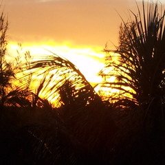 O Leao (Com Inés Terra)