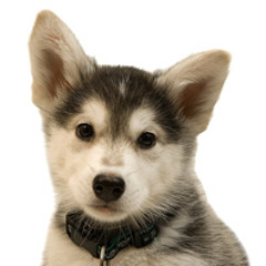woof