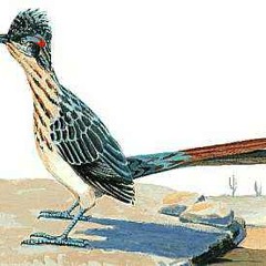 Coyote & the Road Runner