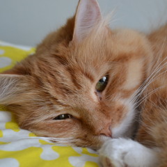 Summertime (George Gershwin)