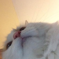 cat alarms