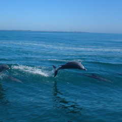 Forward The Wind (electrop mignon- extrait live)