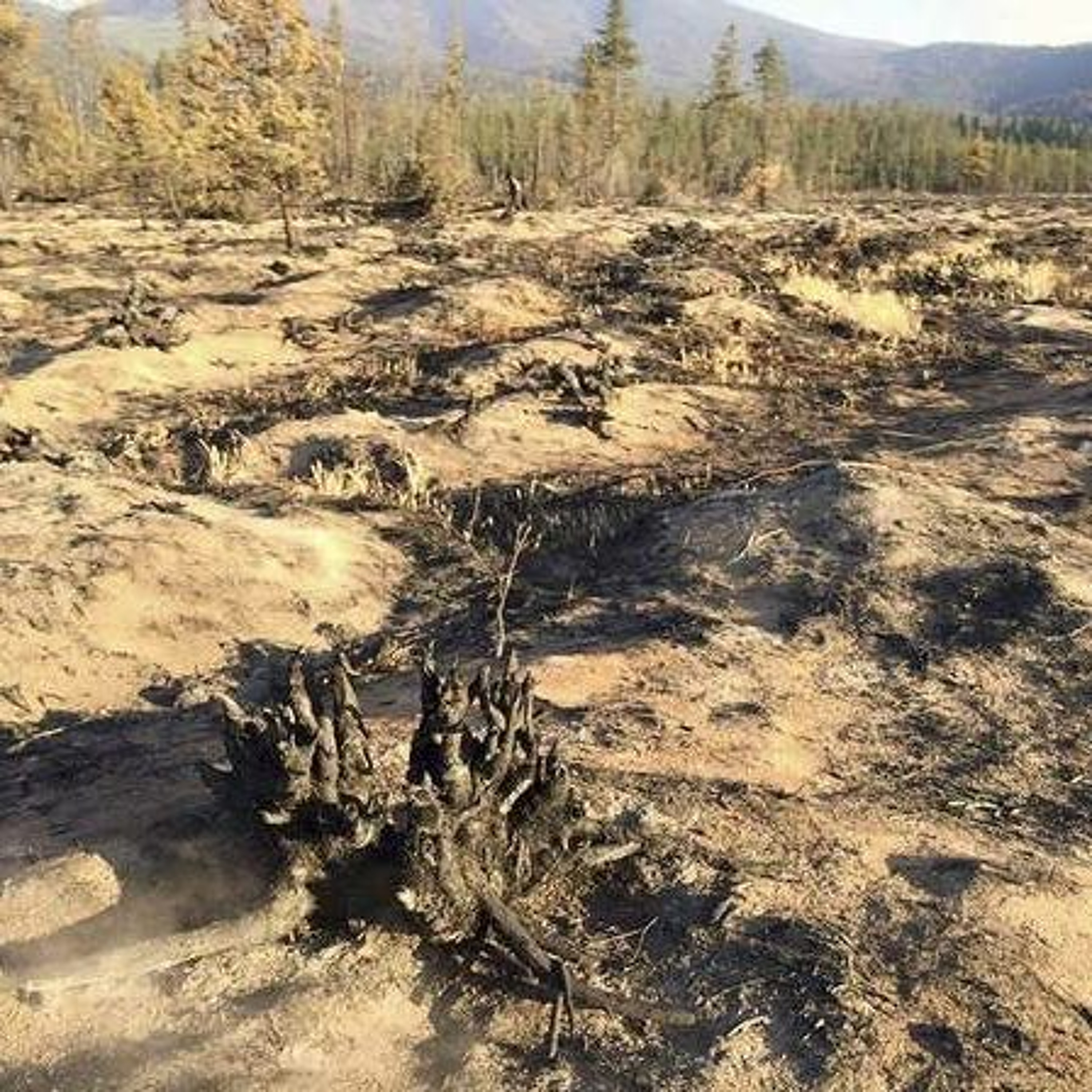 Rain, snow dampen N. Washington fires. Ag Minute for Sept 11, 2015 episode artwork