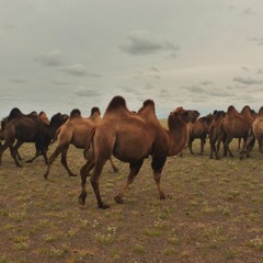Camels