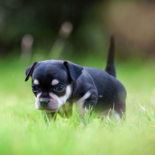 Volkan Konak - Mağusa Limanı