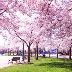 Sakura Hira Hira english