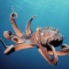 King Krule - Octopus (Ratking Remix)