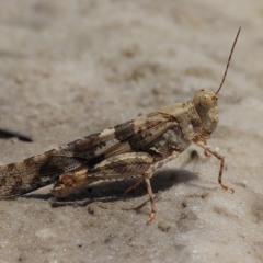 Hole In The Hedge/Gallagher's Frolics