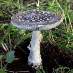 Amanita Pantherina (DARK NIGHT PSYTRANCE DJSET) [extract] PROMO mp3