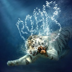 TIGER STYLE