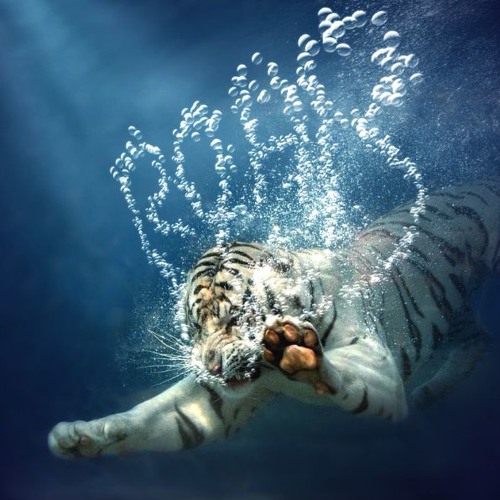 TIGER STYLE