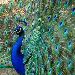 Episode 10 -Merican Dream