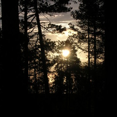 forest path