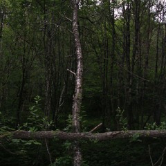 Roaming The Northern Wilderness Bursting With Magic Powers And Casting Spells At Random