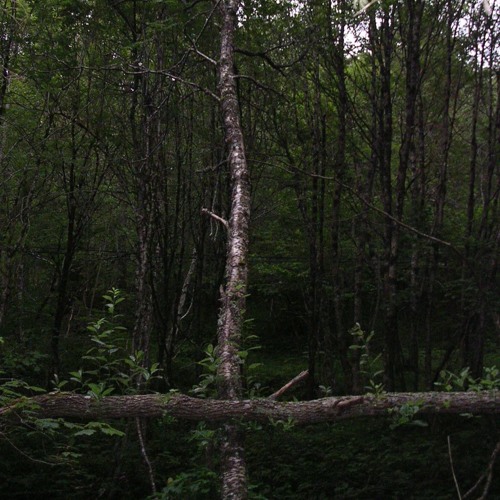 Roaming The Northern Wilderness Bursting With Magic Powers And Casting Spells At Random