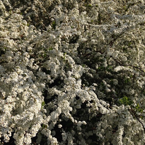 Stream だましだまし By 鈴木康代 Listen Online For Free On Soundcloud