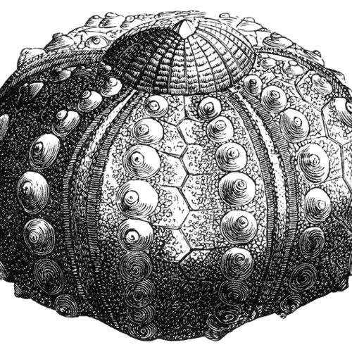 Set of the Day Podcast - 6 - Germanic