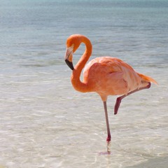 Kero Kero Bonito - Flamingo (Ron Instrumental) [FREE DL]
