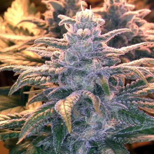 Rai & NoNo J'ai Des Petits Problème (MAXESIDE DEEJAY) RMX BASS 2015