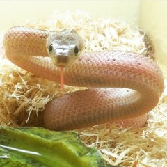 Look At What They've Done To My Song Cover