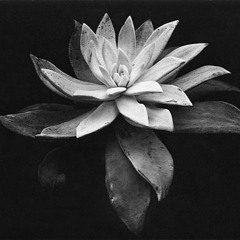 Free And Beautiful [Beta]