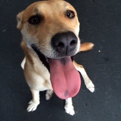 The Wisdom Of The Dog