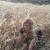 Artwork for The Eye - Brandi Carlile (Cover by Cloe Shasha)