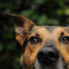 Chien Andalou 4