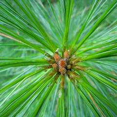 Where Did You Sleep Last Night (aka My Girl) (Leadbelly, Nirvana Cover)