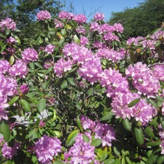 oath of friendship, rose in you