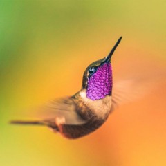 Cura do Beija-flor . Chandra Lacombe