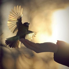 كل الجروح ليها دوا - على الحجار