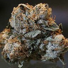 56nights Zoo Doodie Kelton