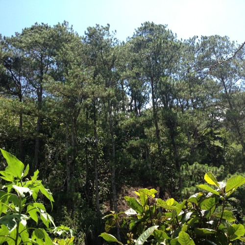 Stream Divine Romance (How could a country girl like me) by Jahzeel