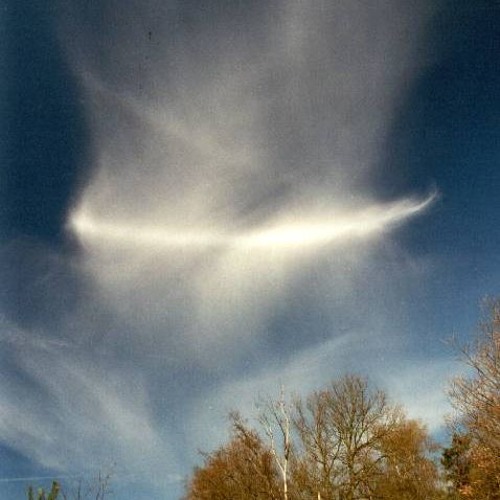 LikeATree - Anthelion