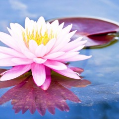 01 Amygdala Retraining Accelerator