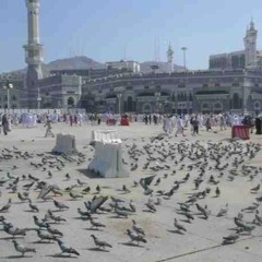 انشودة يا حمام المدينة  - النسخه الاصليه