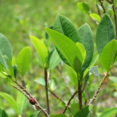 Mama Coca