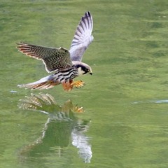 ZooParc de Beauval : Les As du Ciel : Les Faucons