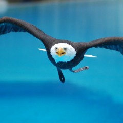 ZooParc de Beauval : La Pêche des Grands Aigles