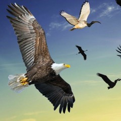 ZooParc de Beauval : La Puissance en Vol