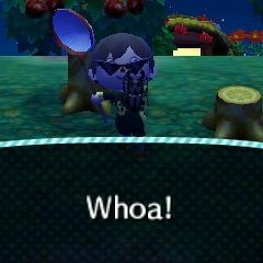 Whales And Beetles