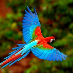 Thanks Obama // Inspirational Metal